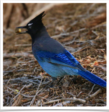 Steller's Jay - Acorn Steller's Jay - Acorn